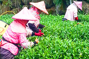 東信/東茗製茶,東信茶葉,茶葉製造,茶葉批發,茶葉販售