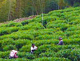 金萱茶