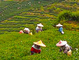 杉林溪茶