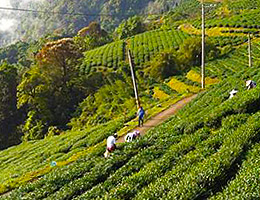 高山茶
