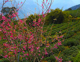 梨山茶